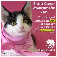 After adjusting for age, the researchers did find that the cat owners were 15% more likely to have developed lung cancer, but cat owners were also 29% less likely to have contracted endometrial. Animal Care Centers On Twitter Your Pets Can Be Affected By Breast Cancer Too This Disease Is Preventable By Having Female Cats Spayed Talk To Your Veterinarian About Getting Your Cat