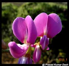 Image result for Canavalia africana