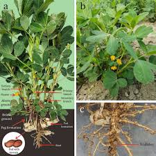 Image result for Arachis hypogaea