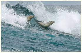 1.4k likes · 2 talking about this. Sea Lions Surfing Photo Via Bob Pearson Photography Sea Lion Surfing Photo
