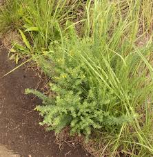 Image result for Dichilus