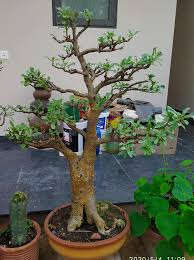 Image result for Sesamothamnus lugardii