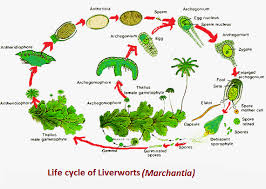 We did not find results for: Diagram F Liverwort Showing Life Cycle Biology Plant Kingdom 9382577 Meritnation Com