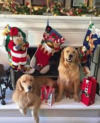 Also search for winter and snow photos to find more free images. 900 Christmas Comp Ideas In 2021 Christmas Aesthetic Christmas Winter Christmas