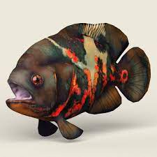 The most popular ones are found in the oscar fish swim close to the aquarium wall, and they are pretty active. Khushbu Patel Oscar Fish Low Poly Pbr Ready 3d Model