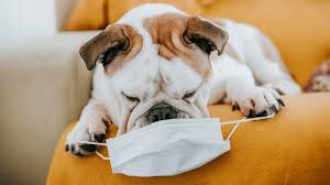 She should continue eating the puppy food as she begins to nurse her puppies. What To Do If Your Dog Ate A Face Mask Real Simple