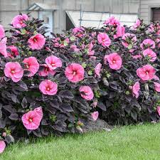 Image result for Hibiscus noldeae