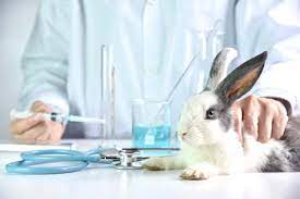 Is dove cruelty free 2021. The Truth About Dove S Cruelty Free Status Cruelty Free Kitty