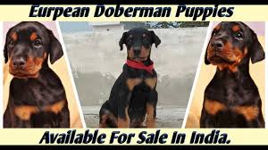 Pets and animals north highlands 2,000 $. European Doberman Puppies Available For Sale In India At Super Cheap Price Youtube