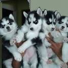 PuppyFind | Siberian Husky Puppies for Sale
