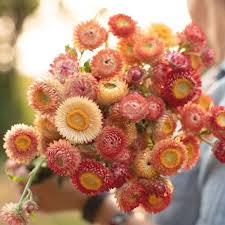 Maybe you would like to learn more about one of these? Strawflower Apricot Mix Focal Flowers Flower Farm Australian Native Flowers July Flowers
