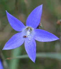 Image result for Wahlenbergia paludicola
