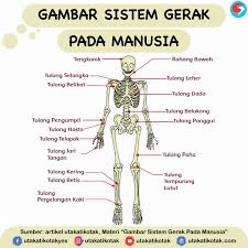 Check spelling or type a new query. Gambar Sistem Gerak Pada Manusia