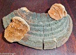 Image result for Phellinus rimosus