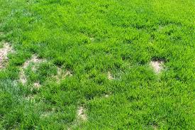 Unfortunately, fungicides cannot completely cure grass or plants that have already been affected by a lawn disease. Treating And Preventing Lawn Fungus Plant For Success