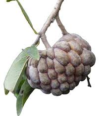 Image result for Uvariodendron