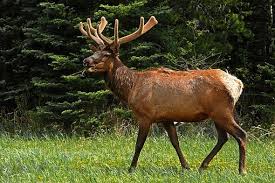 Bull elk with his harem is a photograph by bob christopher which was uploaded on october 7th, 2011. 300 Free Elks Moose Photos Pixabay