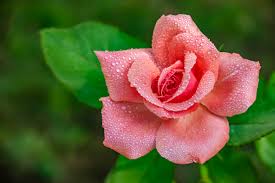 Use it if you need a tree in an area that is fairly swampy after a weather event, and watch as it thrives. Picking Roses For Your Home Rose Garden Kellogg Garden Organics