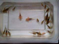 Axolotls for sale updated july 12, 2021. 18 Axolotals Ideas Axolotl Amphibians Axolotl Tank