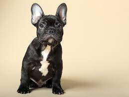 All of the puppies pictured in this section are available puppies in our store! How Much Are French Bulldogs Determine Price Factors Ukpets