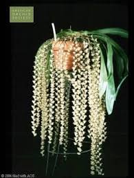 Image result for Diaphananthe sp.no.1. (Ball 657)