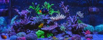 Best Led Lighting For Reef Tanks Reviews Buying Guide 2020