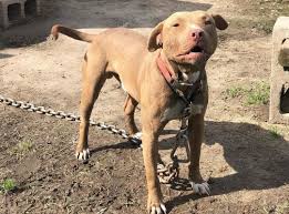 The gottiline pit bull bloodline, otherwise known as the gotti pitbulls, gottyline or gotty pitbulls have become one of the most popular bloodlines in american bully community. Gator Pitbull All You Need To Know About This Bloodline
