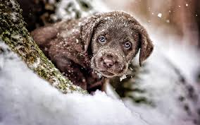 See more of die schönsten winterbilder on facebook. 37 Winter Hintergrundbilder Tiere Besten Bilder Von Ausmalbilder