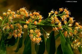 Image result for Disa fragrans