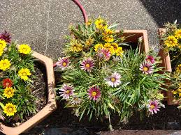 Les plantes retombantes montrer 24 48 vivace méditerranéenne à floraison très abondante avec de jolies floraison généreuse pendant tout l'été, agréablement non disponible actuellement. Fleurs Longues Durees Pour Jardinieres Plantes Pour Le Soleil Et L Ombre