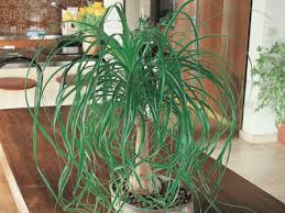 Maybe you would like to learn more about one of these? Beaucarnea Recurvata Ponytail Palm World Of Succulents
