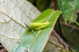 We sampled vegetation and collected grasshoppers inside of abandoned bomas, 50 m from abandoned bomas and 250 m from abandoned bomas. Grasshopper Orthoptera Caelifera Stock Photo Picture And Royalty Free Image Image 89709251