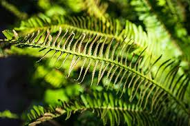 Image result for Lomariopsidaceae