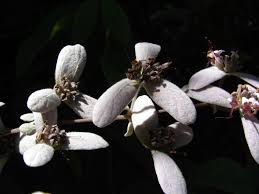 Image result for Congea