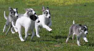 This group is a place where we may share pictures of our silken windhound litters, post pictures of. California Silken Windhounds Breeders