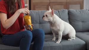Young Woman Sit On Sofa Feeds French Buldog Play In Home Cute Dog Animals Stock Footage Feeds French Buldog Sofa Cute Dogs Animals French Buldog