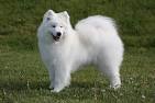 Samoyed Puppies for Sale - PuppyFind