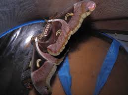 Image result for Neoboutonia melleri