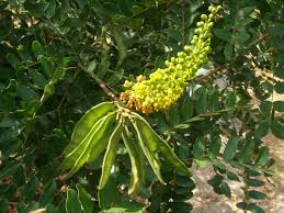 Image result for Tara spinosa