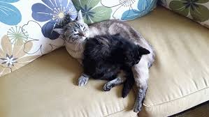 Spend more time with the cat grooming, stroking and playing. It S Ok You Can Tell Us Is One Of Your Cats Cleaner Than The Other Catster