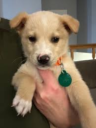 Pup is STILL looking for her furever home.