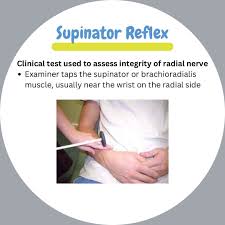 Image result for Supinator Reflex