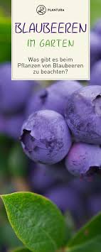 Heidelbeeren Blaubeeren Pflanzen Standort Zeitpunkt Co Blaubeeren Pflanzen Heidelbeeren Pflanzen Pflanzen
