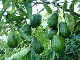 Buy Avocado Butter Fruit Online India Bangalore Agrico