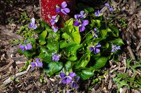 If you're at all worried that your rabbit has eaten something poisonous, the safest thing you can do is seek veterinary attention straight away. Eight Springtime Wildflowers You Can Eat Chesapeake Bay Program