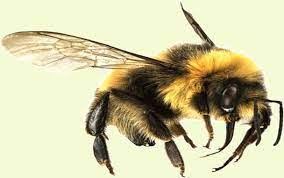 That's why it is important to apply this strategy to keep carpenter bees away from your wooden furniture. 15 Natural Ways To Get Rid Of Bumble Bees Bumble Bee Nest Bee Repellent Bumble Bee