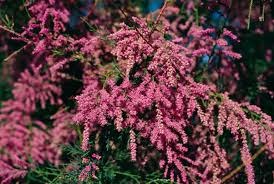 Image result for Tamarix usneoides