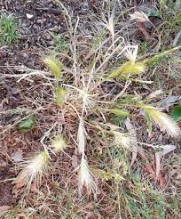 Protecting Dogs From Grass Seeds Foxtails Grass Seed Seeds Grass