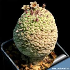 Image result for Dyschoriste trichocalyx