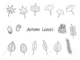 Autumn leaves drawing transparent png. Pen Drawing Set Of Autumn Leaves Royalty Free Cliparts Vectors And Stock Illustration Image 129338490